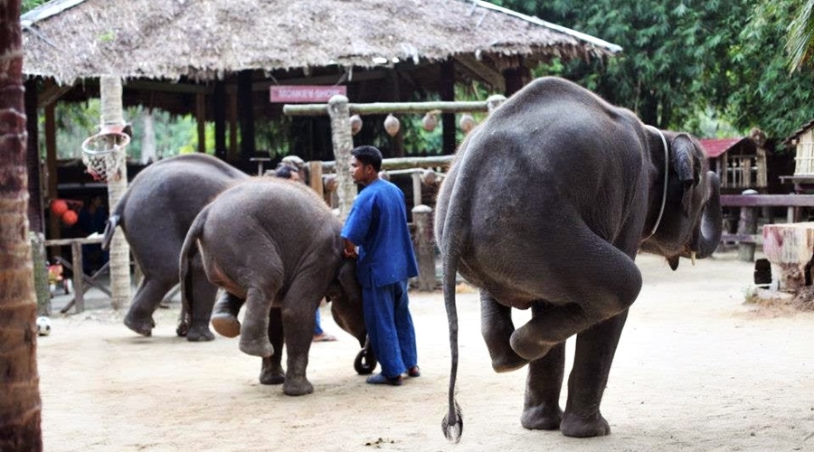 ECO Safari Tour อาบน้ำให้ช้าง  